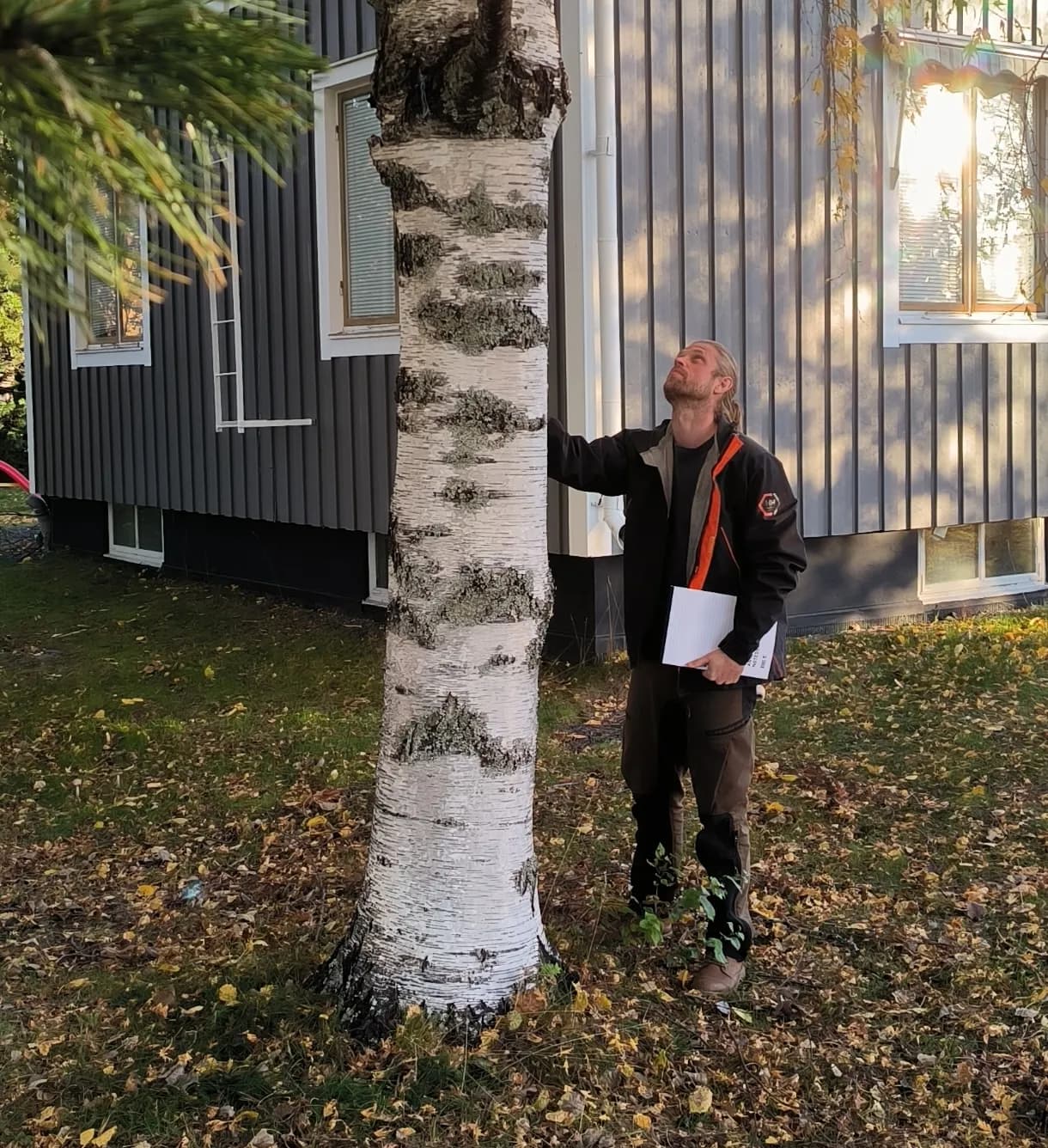 Trädvård