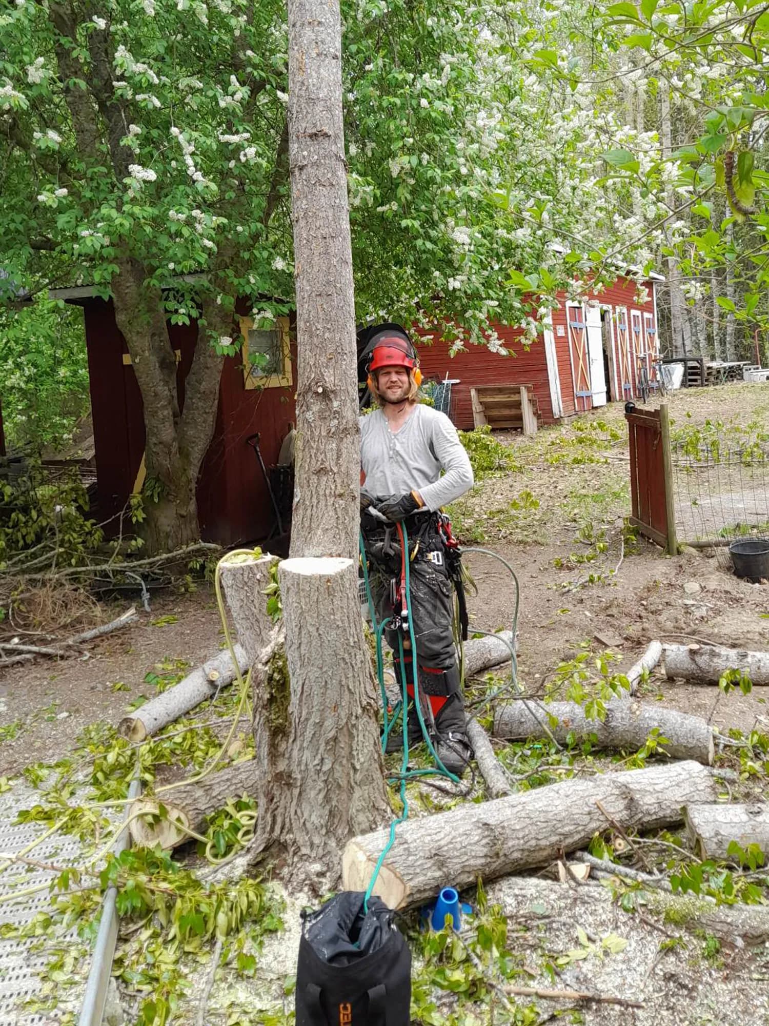BIRKA TRÄDVÅRD